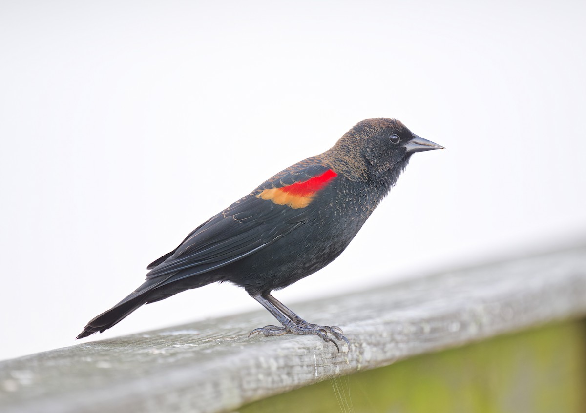 Красноплечий трупиал - ML644896755