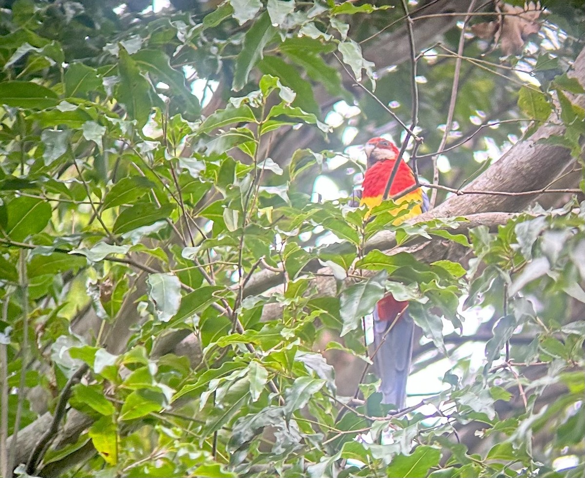 Eastern Rosella - ML644896759