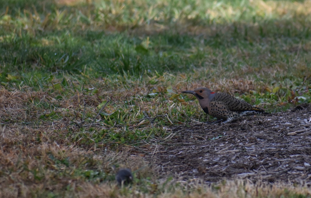 Altın Ağaçkakan (auratus/luteus) - ML644896778