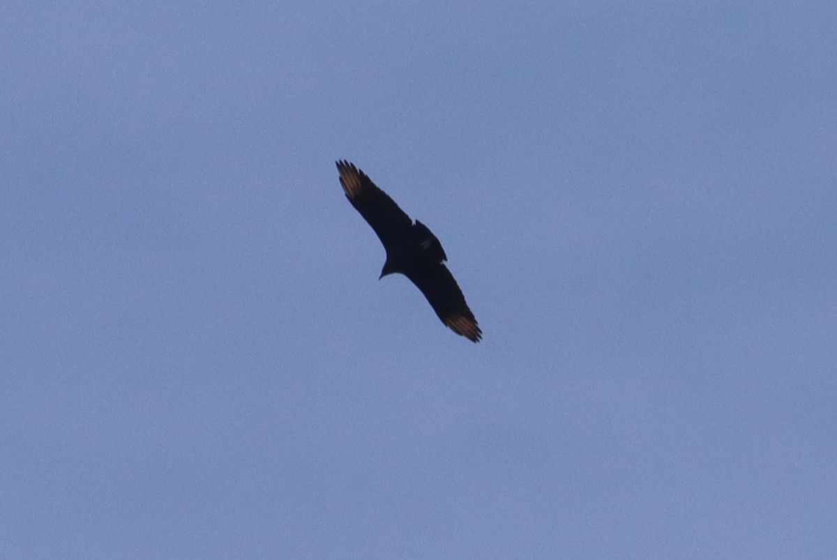 Black Vulture - ML644896827