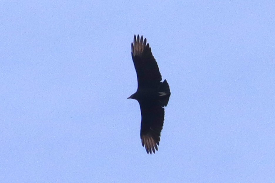 Black Vulture - ML644896828