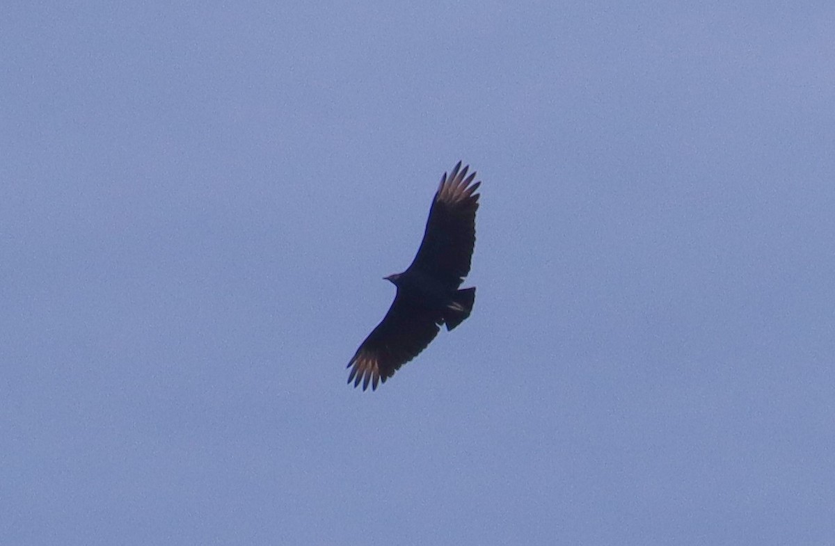 Black Vulture - ML644896829