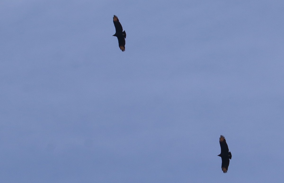 Black Vulture - ML644896830