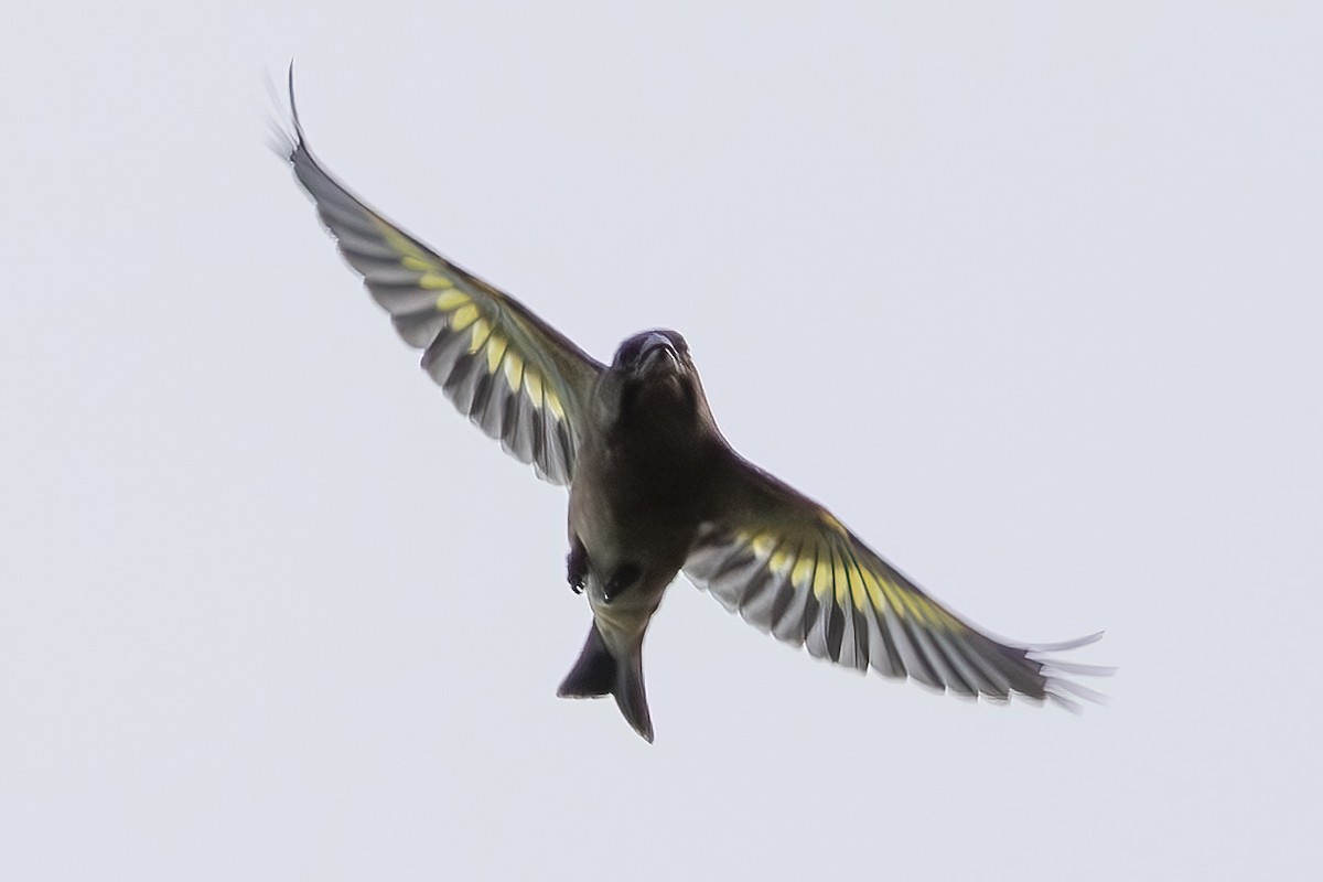 Oriental Greenfinch - ML644896833