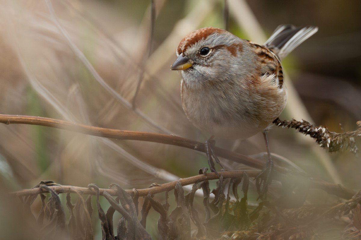 American Tree Sparrow - ML644896835