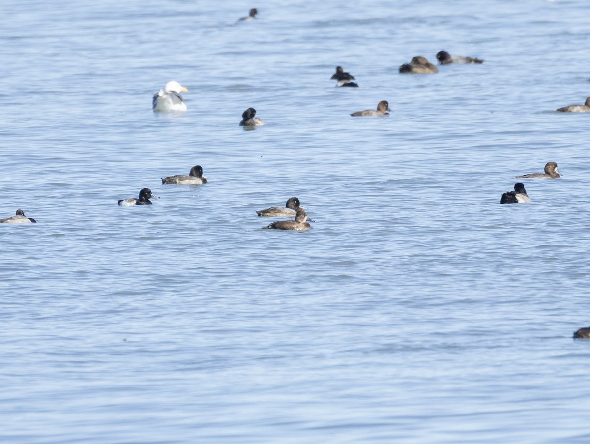 Ring-necked Duck - ML644896844