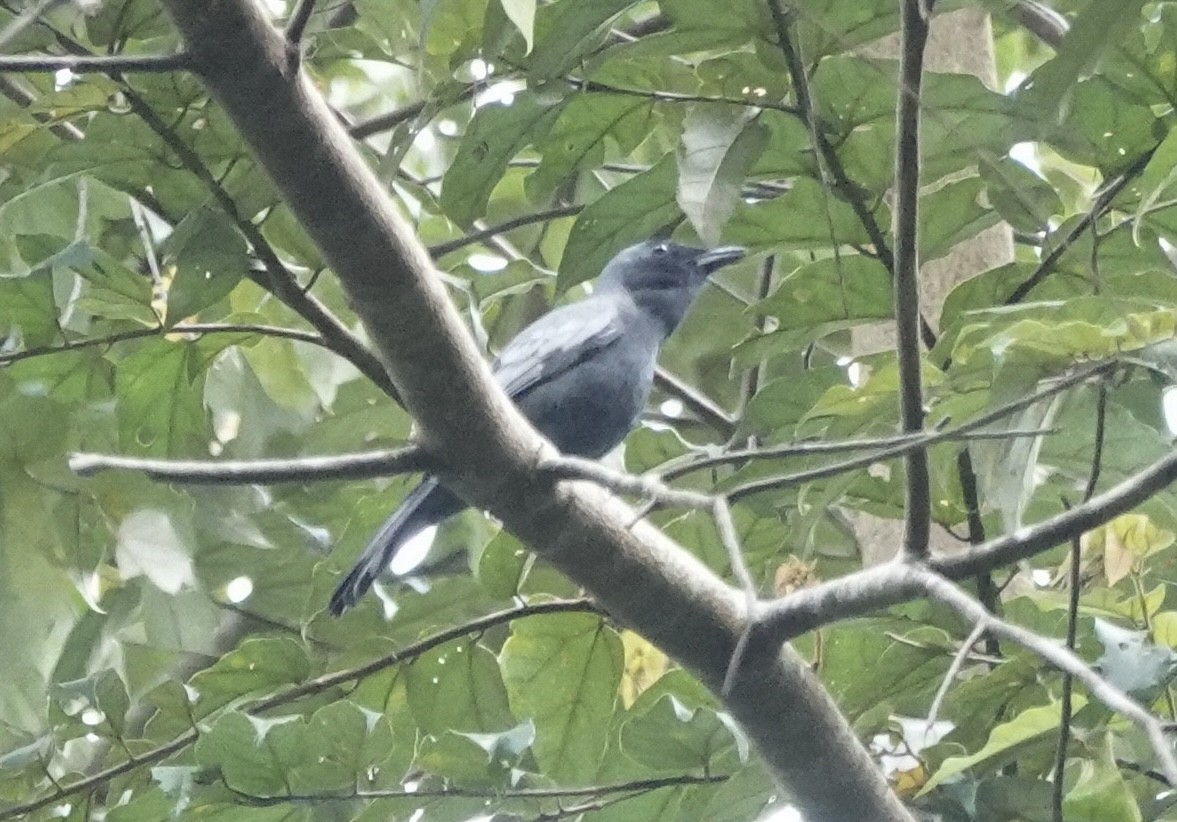 Sulawesi Cicadabird - ML644896850