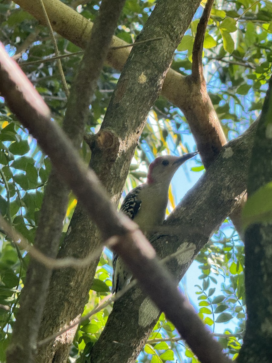 Carpintero de Carolina - ML644896855