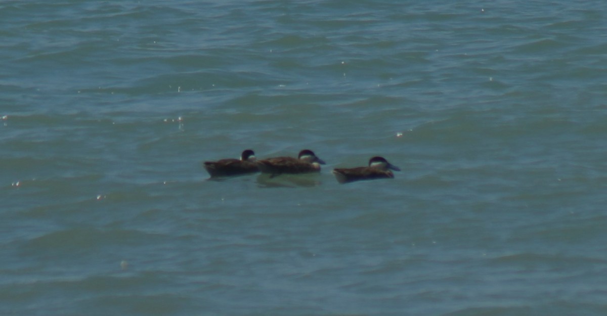 Puna Teal - ML644896865