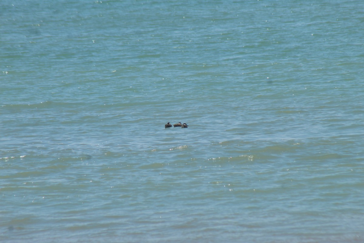 Puna Teal - ML644896866