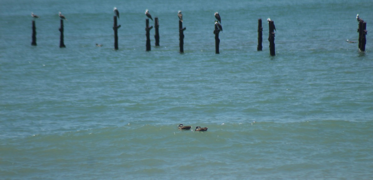 Puna Teal - ML644896867