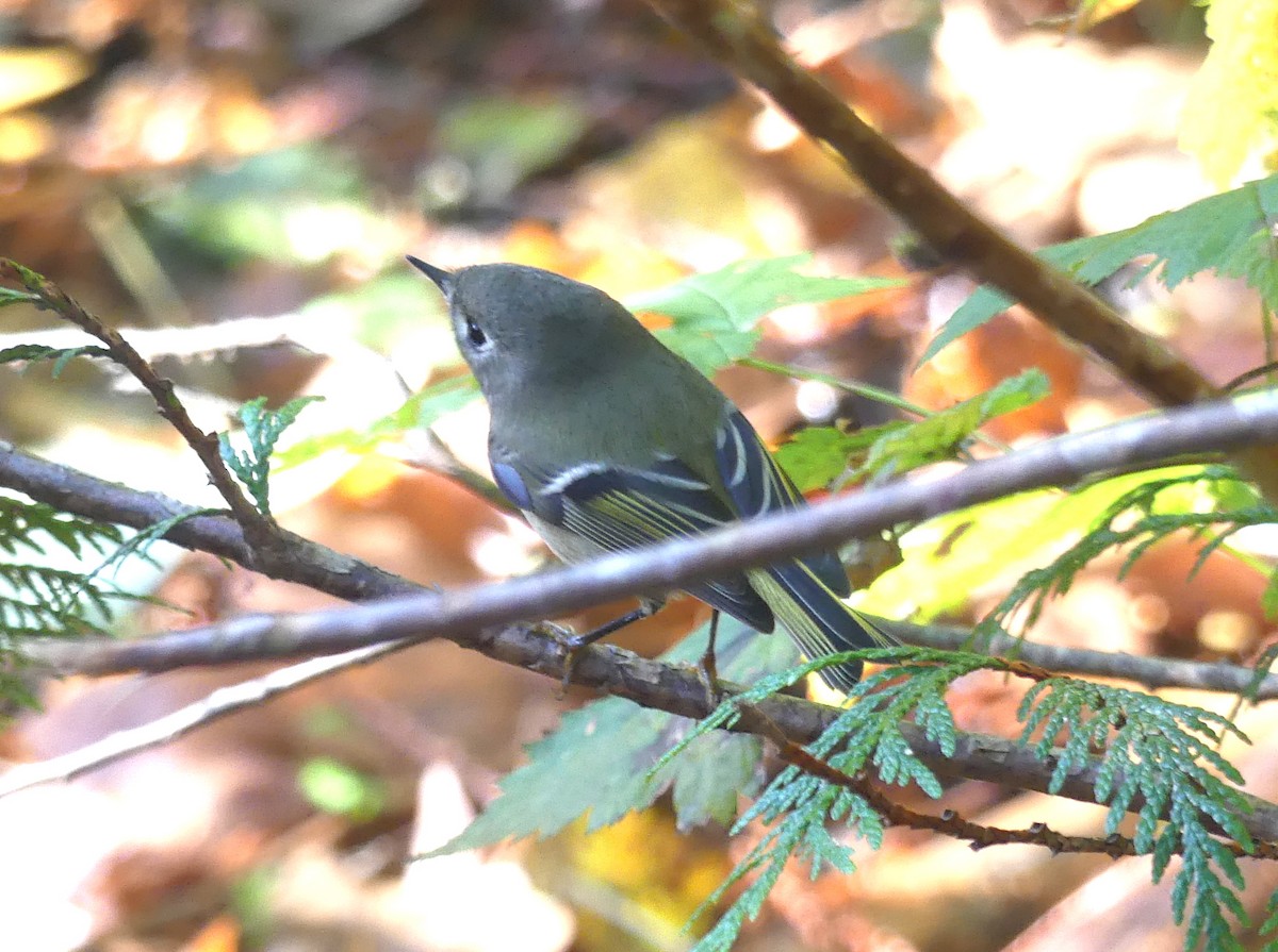 Ruby-crowned Kinglet - ML644896875