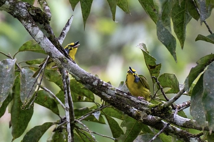Slaty-capped Shrike-Vireo - ML644896877