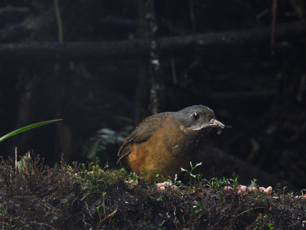 Moustached Antpitta - ML644896886