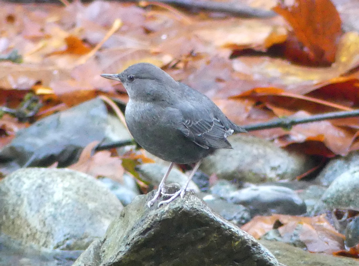 Ur-zozo iparramerikarra - ML644896888