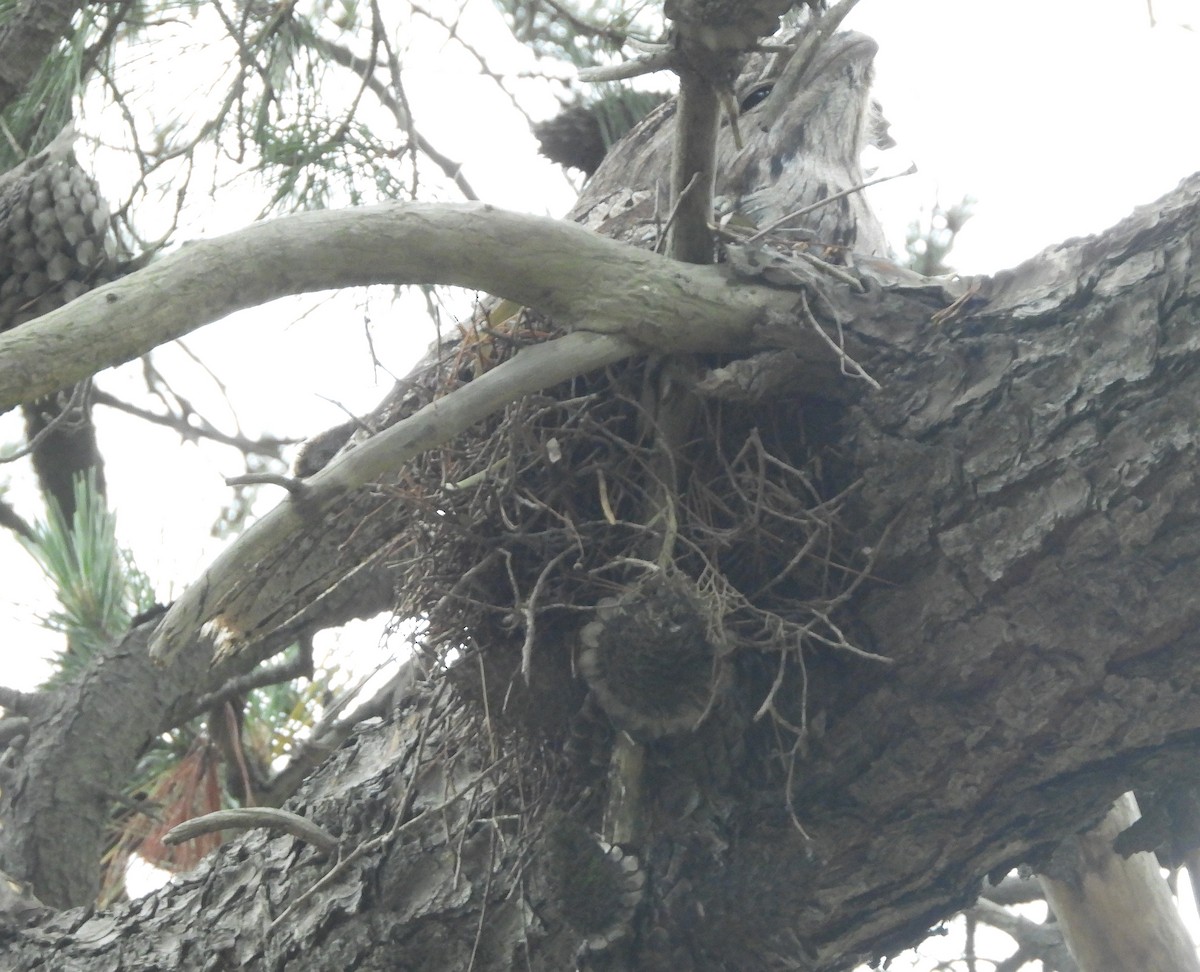 Tawny Frogmouth - ML644896889