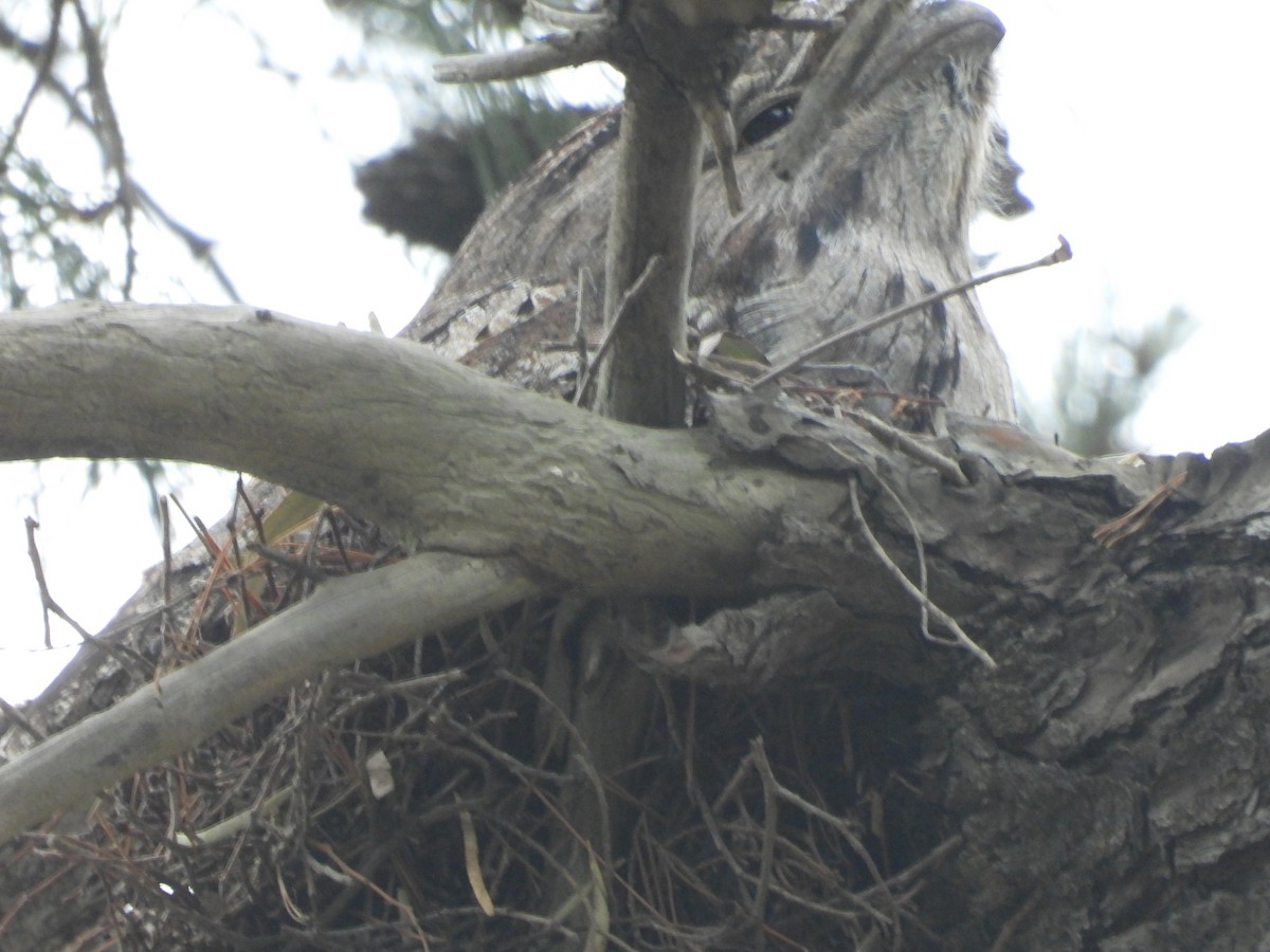 Tawny Frogmouth - ML644896890