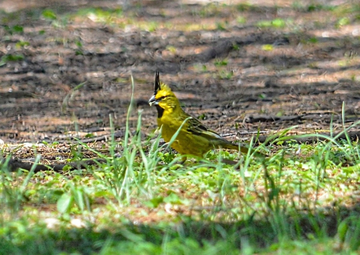 Commandeur huppé - ML644896891