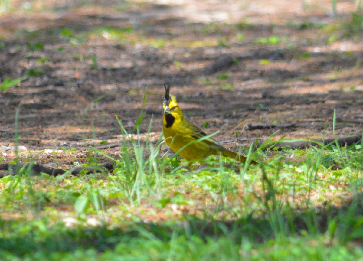 Commandeur huppé - ML644896892