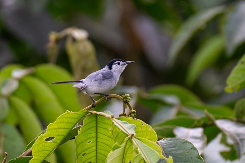 White-browed Gnatcatcher - ML644896899