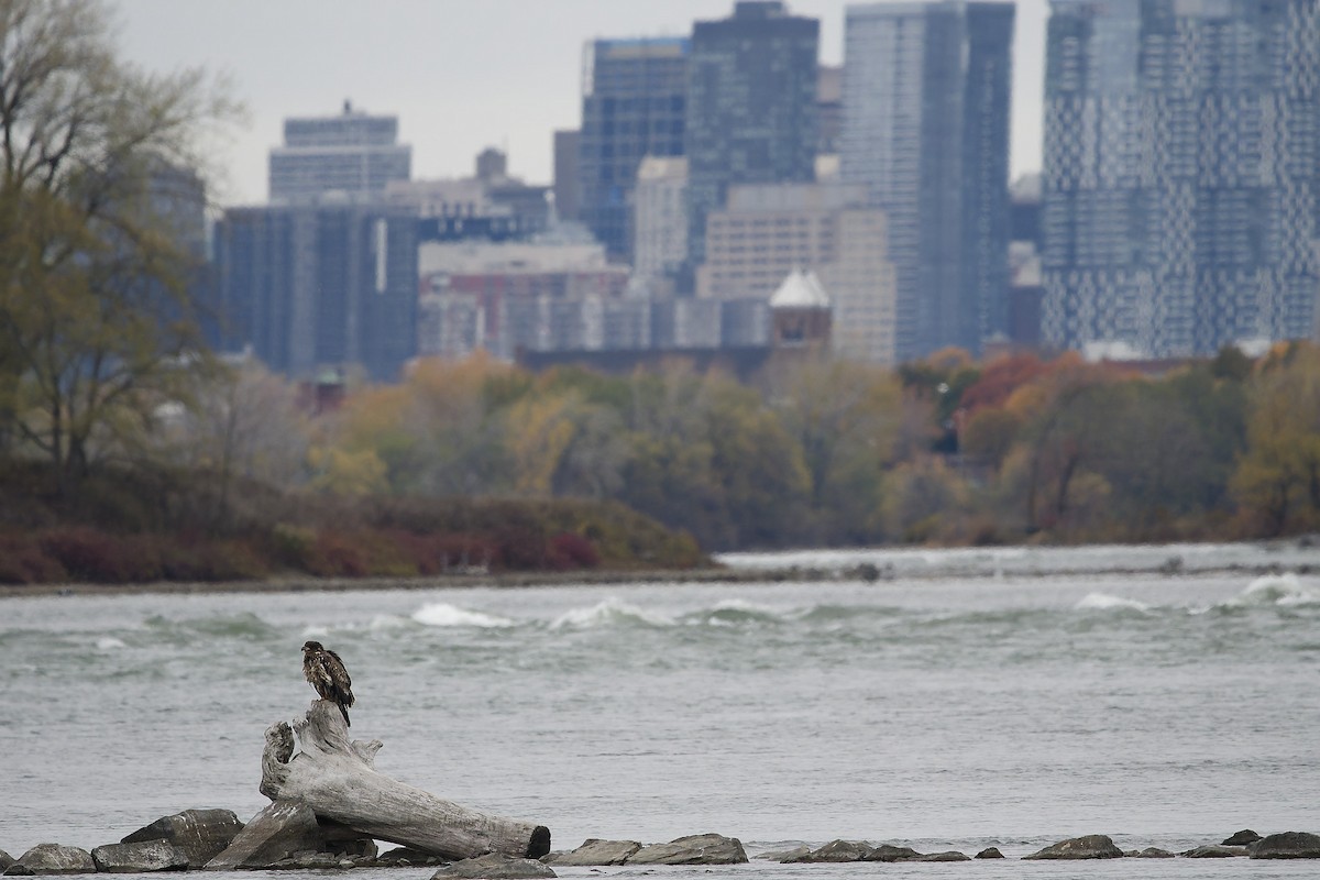 Bald Eagle - ML644896903