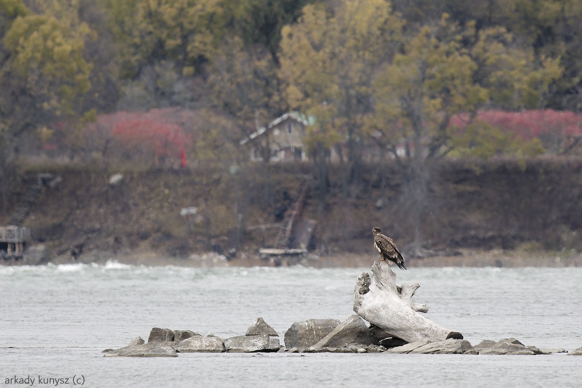 Bald Eagle - ML644896904