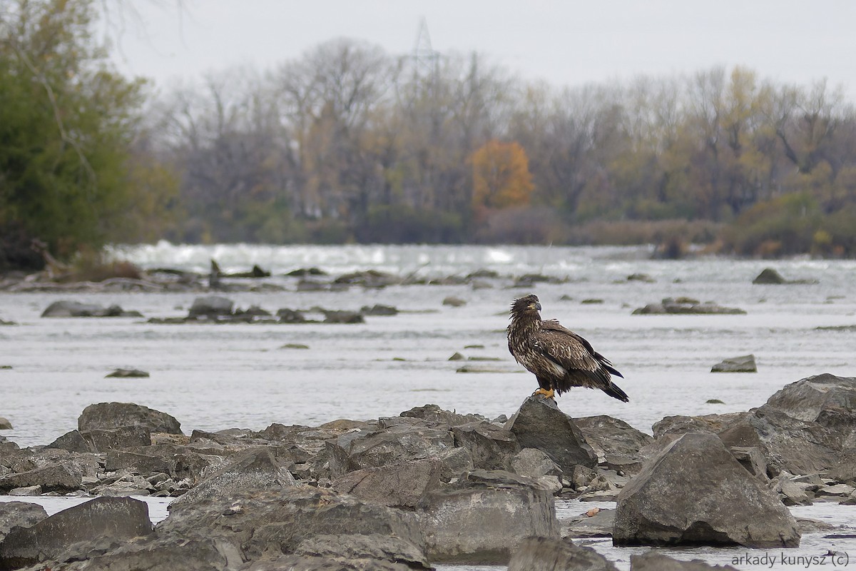 Bald Eagle - ML644896906