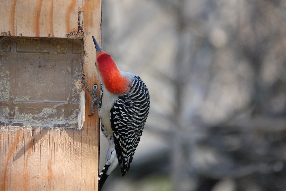 Carpintero de Carolina - ML644896908