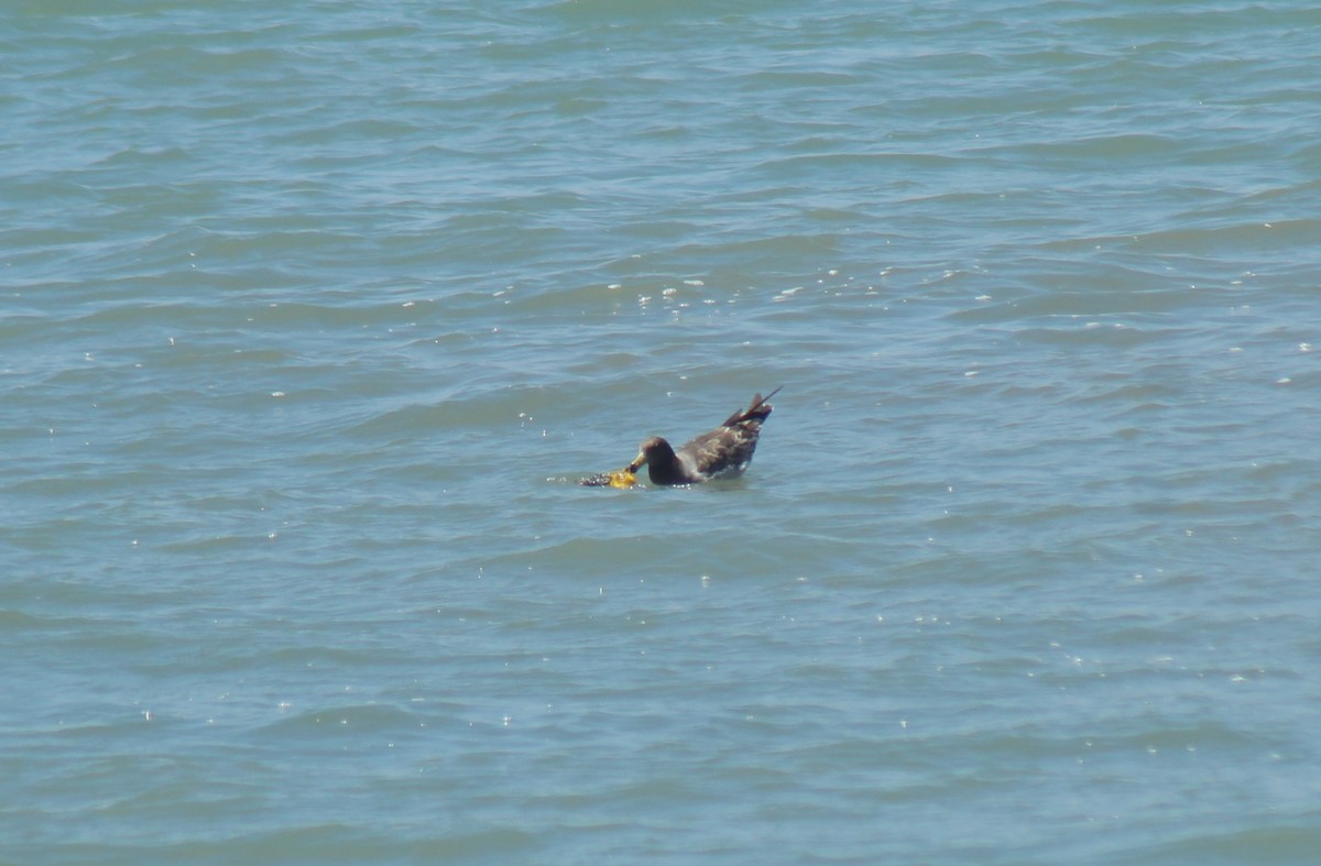 racek pruhoocasý - ML644896913