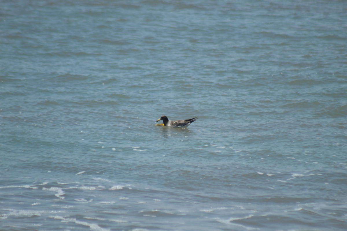 racek pruhoocasý - ML644896915