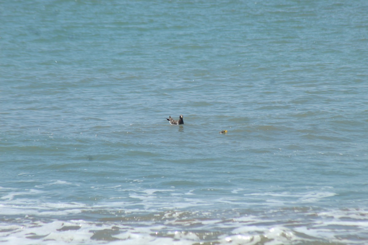 racek pruhoocasý - ML644896917