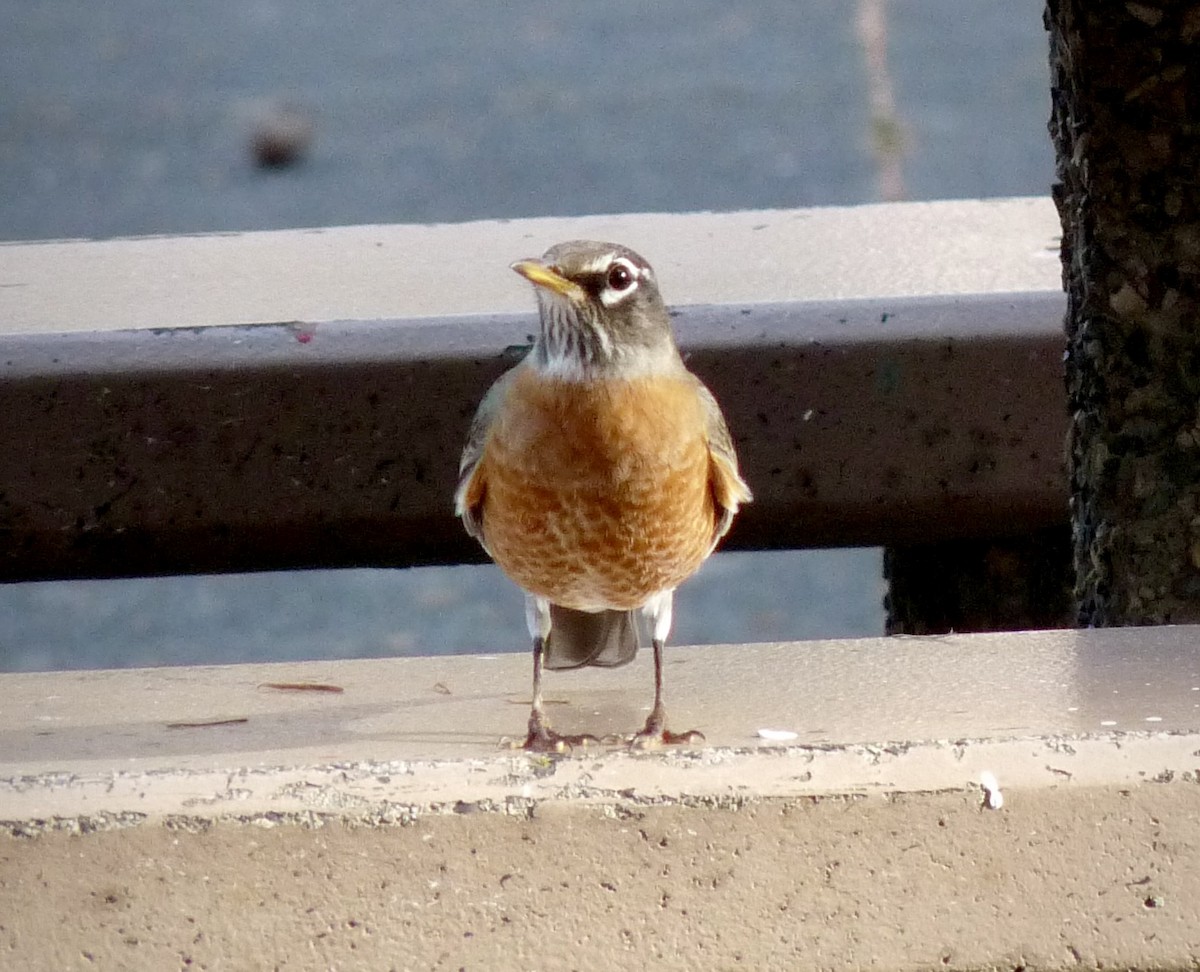 American Robin - ML644896925