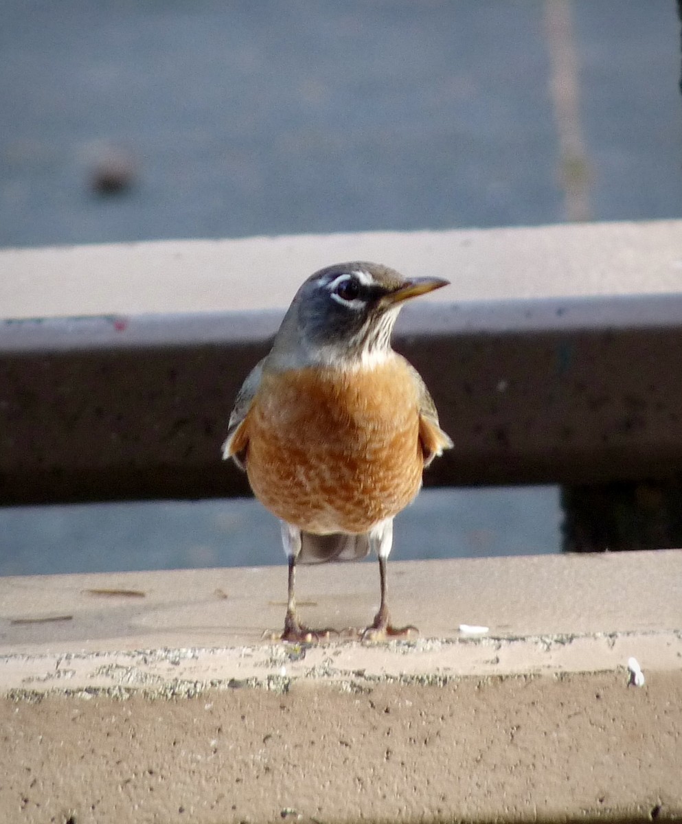 American Robin - ML644896926