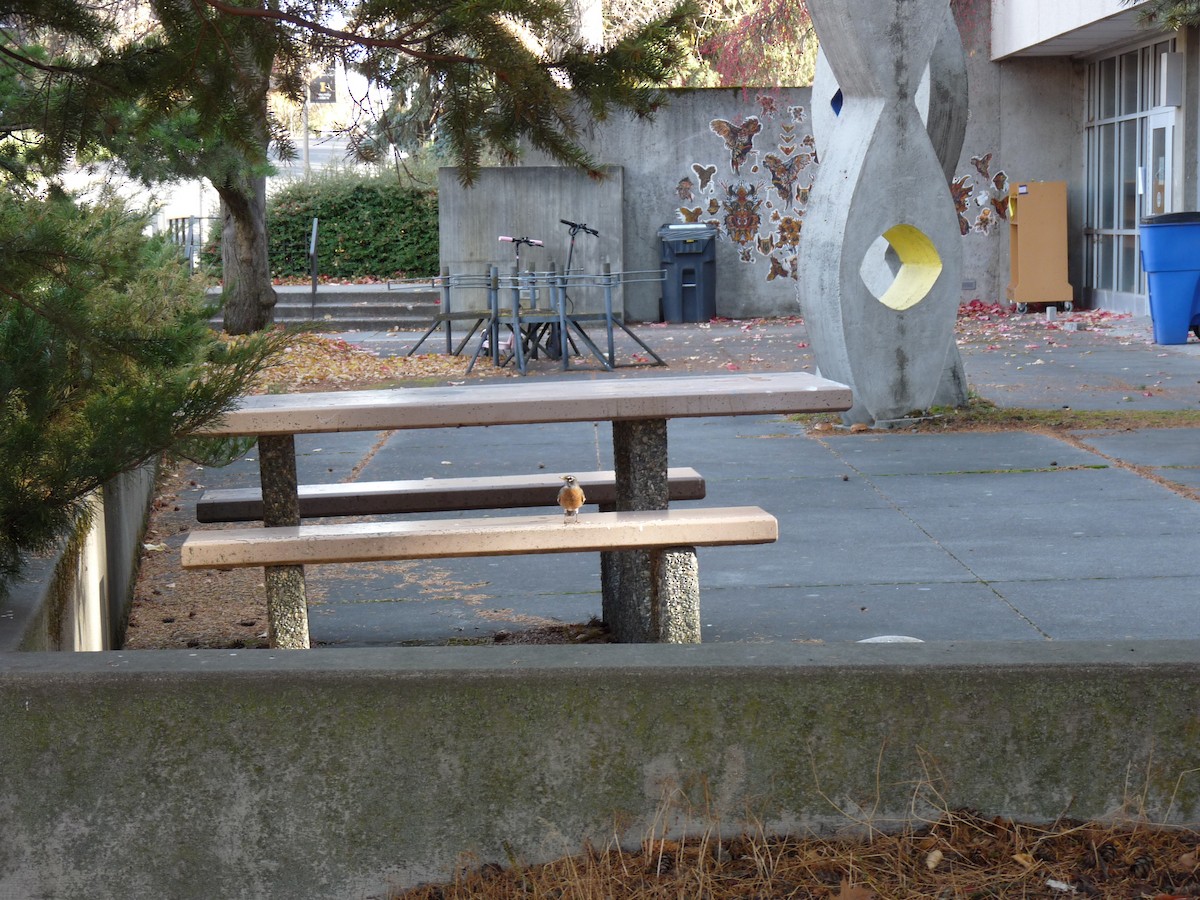 American Robin - ML644896927