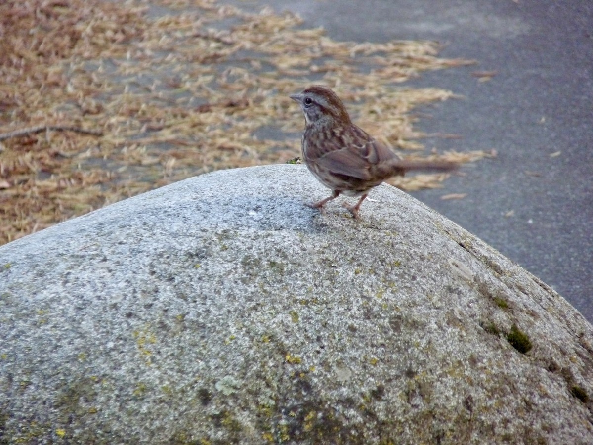 Song Sparrow - ML644896944