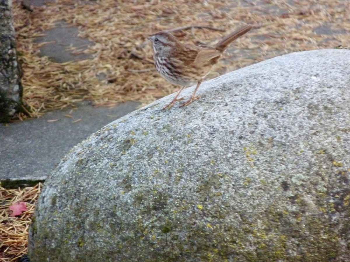 Song Sparrow - ML644896945