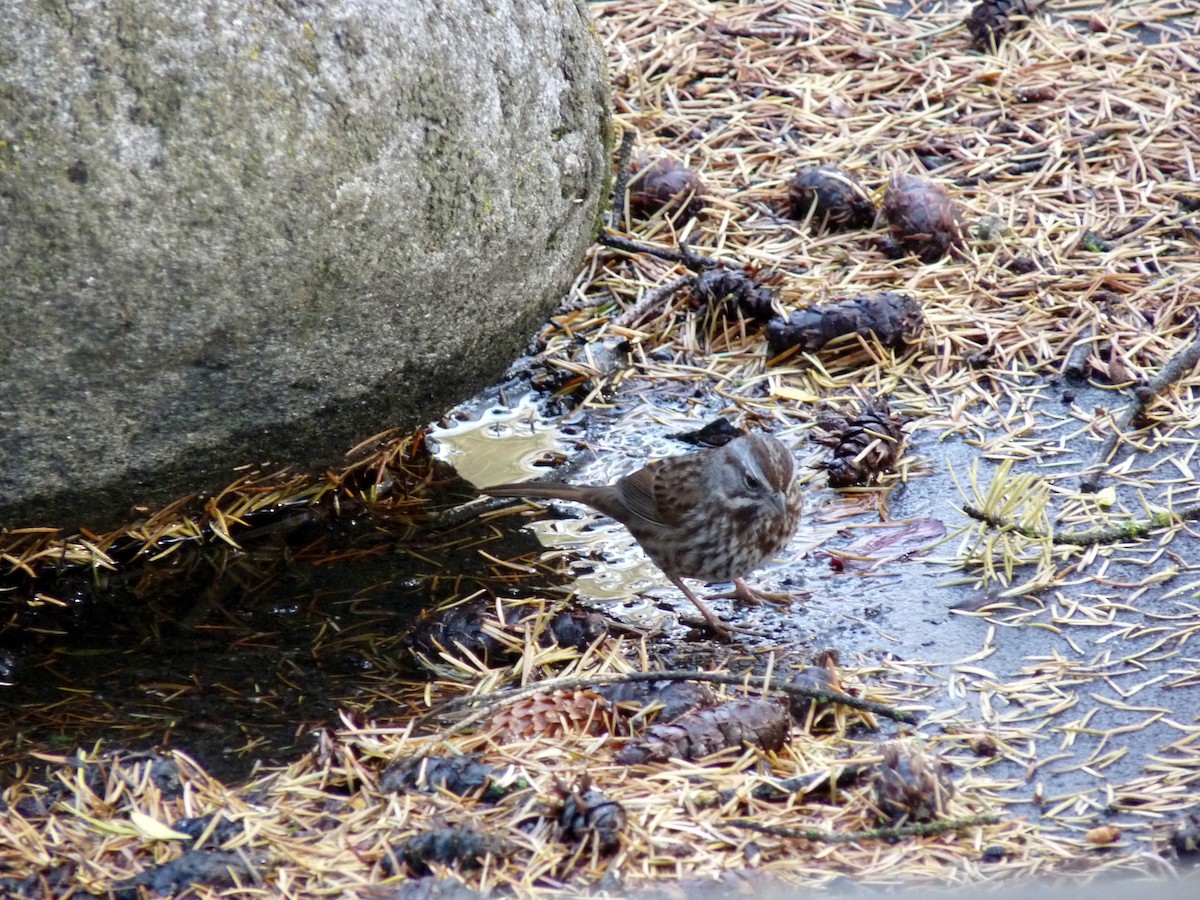 Song Sparrow - ML644896946