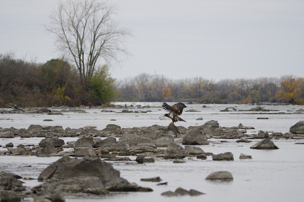Bald Eagle - ML644896951