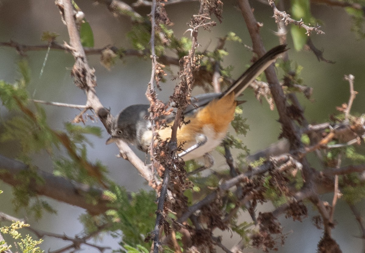 Banded Parisoma - ML644896954