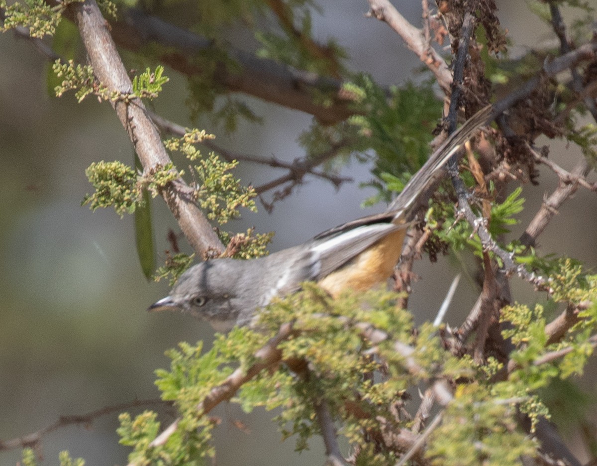 Banded Parisoma - ML644896957