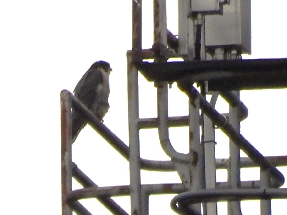 遊隼 - ML644896960