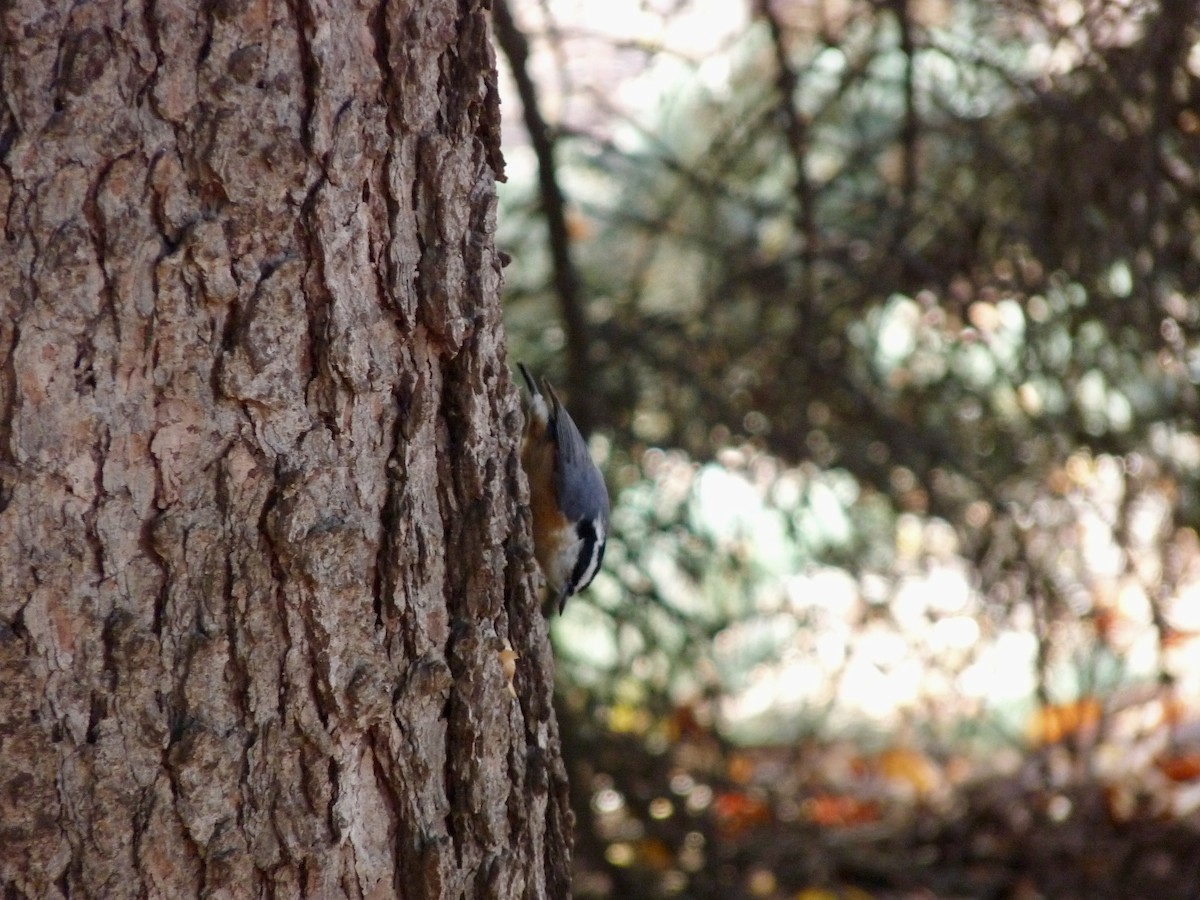 Red-breasted Nuthatch - ML644896964