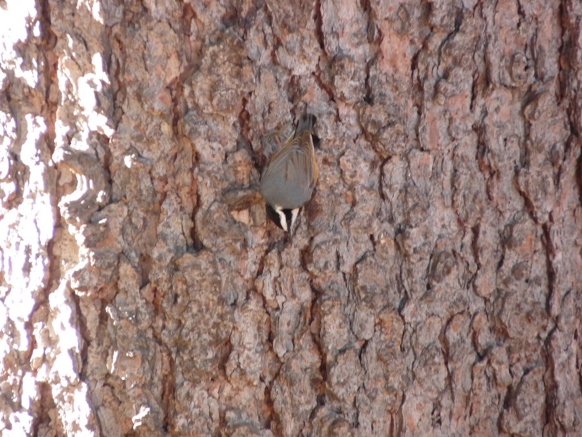 Red-breasted Nuthatch - ML644896965