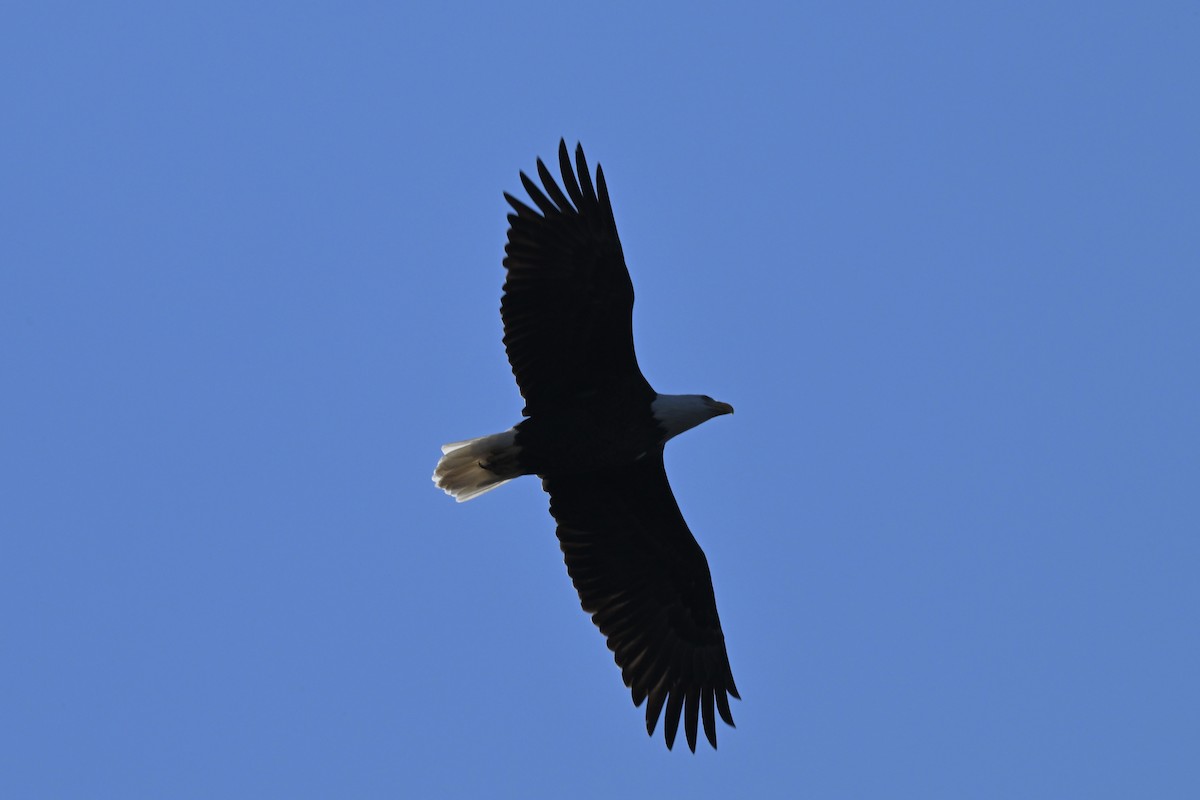 Bald Eagle - ML644896969