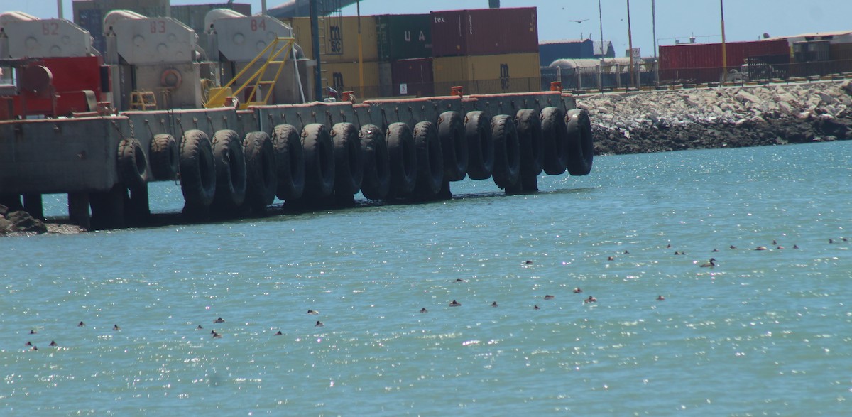 potápka velká - ML644896970