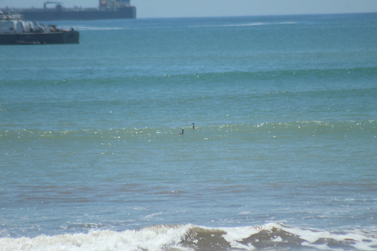 potápka velká - ML644896971