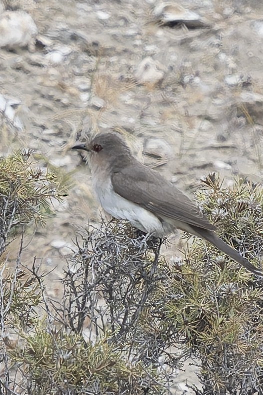 Graukehlkuckuck - ML644896975