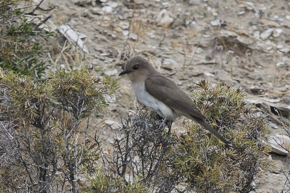 Graukehlkuckuck - ML644896976