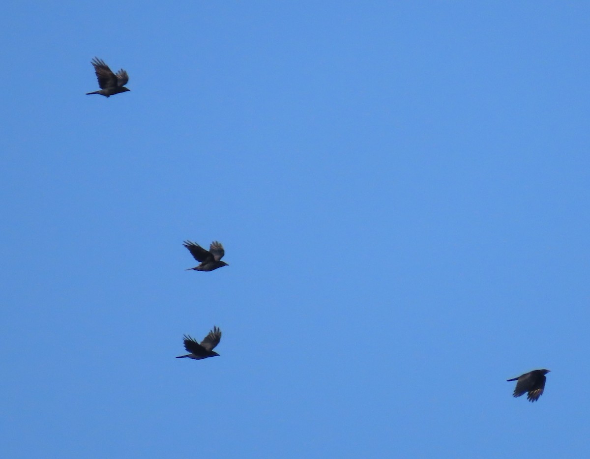 crow sp. - ML644896979