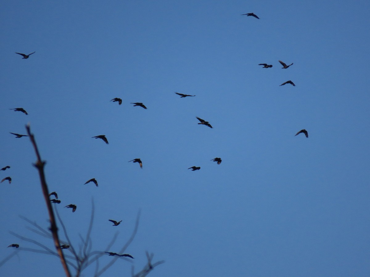 crow sp. - ML644896980